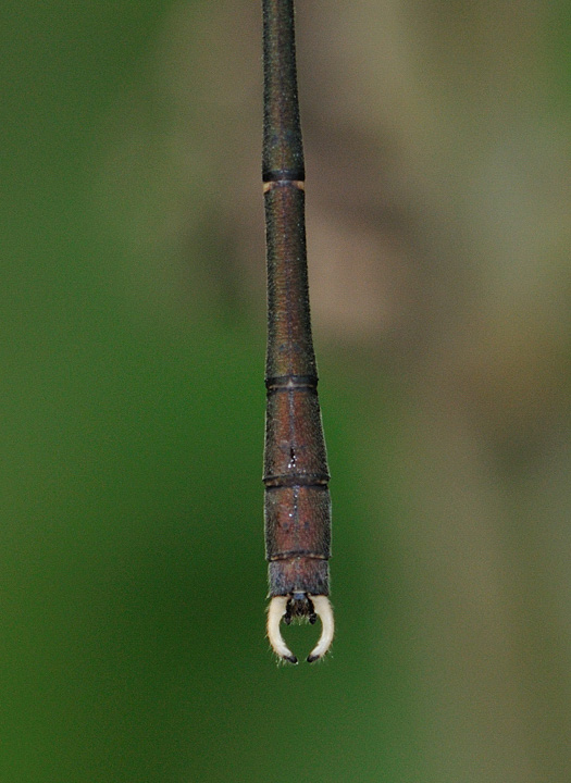 Chalcolestes parvidens